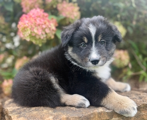 Dakota Boy